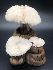 White Sea Coral Razor Mushroom on Burl Wood Like Base Ocean Reef picture