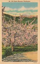 Apple Blossoms Washington State Posted 1948 Postcard picture