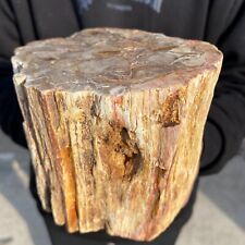 4.9lb Large Beautiful polished Arizona petrified wood rough mineral specimen picture