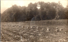 RPPC harvesting onion crop in Ohio 1915 postcard a53 picture