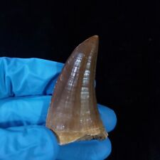 Awesome Mosasaur Tylosaur Fossil Tooth mosasaurus teeth Cretaceous period picture
