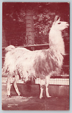 c1960s Betsy Llama Chicago Lincoln Park Zoo Vintage Postcard picture