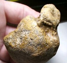 Fossil Dinosaur Embryo, Petrified Texas  Soft Tissue Specimen, Amazing Features  picture