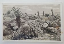 Riverside County, CA In the Devil's Cactus Garden Real Photo RPPC Postcard H62 picture