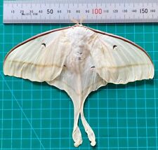Real Luna Moth Mounted Taxidermy Insect Specimen Display Entomology Decor picture