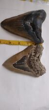 megalodon tooth 5 inches Lot of 2 picture