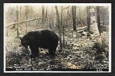 1948 BLACK BEAR NEAR RIB LAKE WISCONSIN VINTAGE RPPC REAL PHOTO POSTCARD picture
