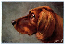 Postcard Brown Irischer Setter Dog Playmates c1910 Oilette Tuck Dogs picture