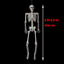 5 ft 5 in Halloween Poseable Life Size Skeleton Party Prop Human Anatomy Model picture