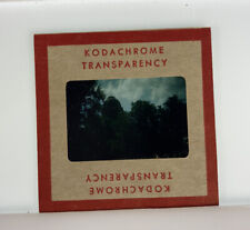 Vintage Kodachrome Transparency Original 35 mm Photo Lioness Tree Pictures H picture