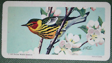CAPE MAY WARBLER   Vintage 1960's Illustrated Bird Card  DD24 picture
