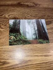 Vintage Postcard: Giant Redwood forest, California picture