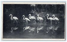 1927 US National Zoological Park European Flamingoes View Washington DC Postcard picture