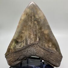 Colorful, High Quality, Sharply Serrated 5.33” Fossil Megalodon shark Tooth- USA picture