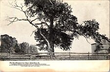 Undivided back-THE OLD WASHINGTON TREE
