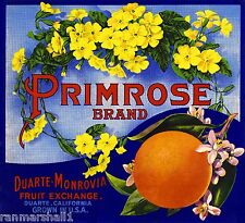 Duarte Monrovia Primrose Flowers Orange Citrus Fruit Crate Label Art Print picture