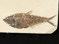 X-RAY Bones 50 Million Year Old Diplomystus FISH Fossil w/ Stand Wyoming 339gr picture