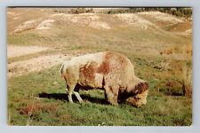 Missoula MT-Montana, Big Medicine, Albino Buffalo, Vintage Souvenir Postcard picture