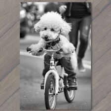 POSTCARD White Poodle Riding Bike Bicycle Funny Cute Strange Dog Weird Puppy Fun picture