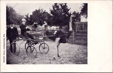 c1910s JACKSONVILLE, Florida Postcard Man in Sulky / Ostrich Cart - UNUSED picture
