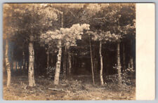 Wooded Pine Grove View in Lyman Maine Real Photo Postcard RPPC Stamped picture