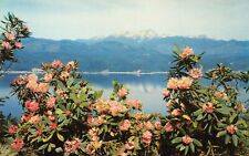 Mt Mount Olympus WA Washington Olympic Peninsula National park Vtg Postcard A1 picture