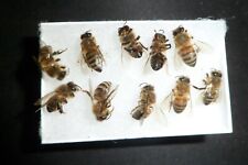 USA Bees FRESH 14 REAL Honeybee's DRYED SPECIMEN INSECT TAXIDERMY * picture