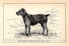 Antique Welsh Terrier Print 1912 Moore Ch Brynhir Burner Wall Art Decor 4812L picture