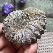 96g Top Natural unPolished Goat Horn Snail from Madagascar A21 picture