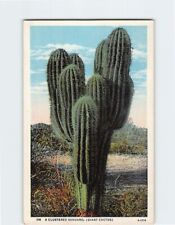 Postcard A Clustered Saguaro (Giant Cactus) picture