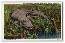 c1940's Old Cannibal Ross Allen Reptile Institute Silver Springs FL Postcard picture