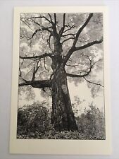 Maple Tree Western Massachusetts Photograph By Tom Zetterstrom Postcard picture