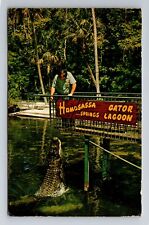 Homosassa Springs FL-Florida, Homosassa Springs Alligator, Vintage Postcard picture