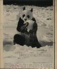 1973 Press Photo Ling-Ling, Giant Panda eats snow at National Zoo in Washington picture