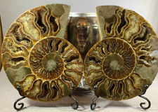 AMMONITE MATCHED PAIR BROWN FOSSILS - PROFESSIONALLY SLICED MOTHER OF PEARL BACK picture