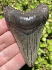 Natural Beautiful 2.99” Megalodon Tooth Fossil Shark Teeth picture
