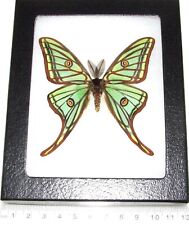 Graellsia isabellae male REAL FRAMED GREEN SPANISH MOON MOTH picture