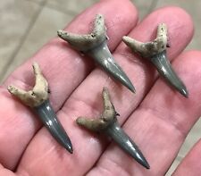 GORGEOUS -GOLDEN BEACH- 1.41” 1.37” 1.25” & 1.18”- Sandtiger Shark Tooth Fossils picture