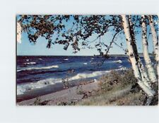Postcard White Birches on the Beach picture