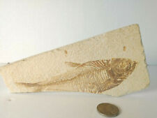 Knightia Fish Fossil Odd Shape Rock 6 Inches Long Rock Prehistoric picture
