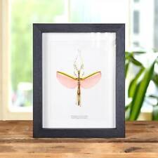 Pink Winged Stick Taxidermy insect Frame (Necroscia annulipes) picture