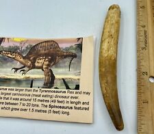 Huge Spinosaurus 5 1/4” Tooth Dinosaur Fossil before T Rex Cretaceous AC12 picture