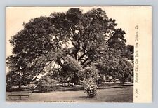 New Orleans LA-Louisiana, Monster Oak, City Park, Vintage Postcard picture