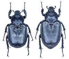 Scarabaeidae, Osmoderma davidis, VERY RARE, 24,5/28mm, pair picture