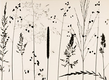 Pierre Tairraz Grass study, 1950 Vintage Print, Vintage Silver Print  picture