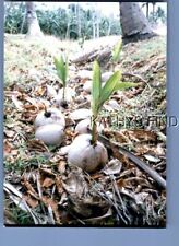FOUND COLOR PHOTO N+2851 VIEW OF COCUNUTS SPROUTING ON GROUND picture