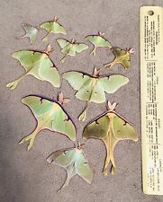 Luna Moth Stickers 10 Homemade Photograph New Peel Stickers Insect Bug Life-size picture