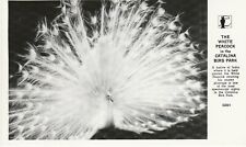 The White Peacock in the Catalina Bird Park, B/W, VNTG, RPPC picture