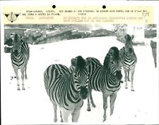 Antwerp Zoo - Vintage Photograph 3432265 picture