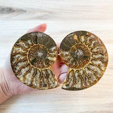 Ammonite Fossil Pair with Calcite Chambers 228g, Polished picture